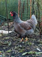 Broedeieren Barnevelder groothoenders, Dieren en Toebehoren, Pluimvee