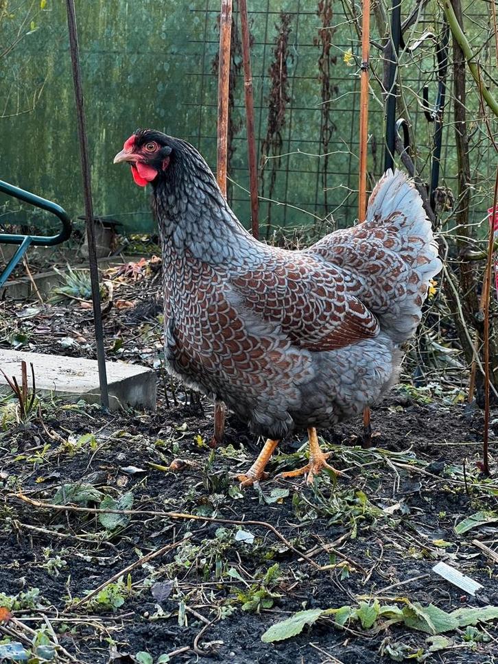 Broedeieren Barnevelder groothoenders, Dieren en Toebehoren, Pluimvee