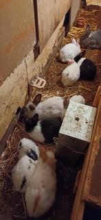 Konijen, Animaux & Accessoires, Animaux Autre, Janvier