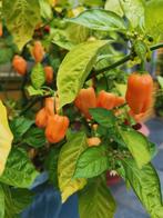 aji dulce orange  - piment habanero sans chaleur - 5 graines, Envoi, Printemps, Plein soleil, Graine
