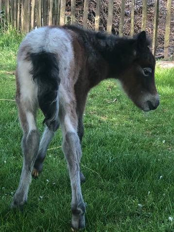 Miniatuurpaard merrieveulen appaloosa LP/LP  PATN1/PATN1 beschikbaar voor biedingen
