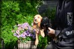 Engelse Cocker Spaniel pups, Dieren en Toebehoren, Honden | Retrievers, Spaniëls en Waterhonden, CDV (hondenziekte), Meerdere