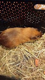 Gratis california zeugje., Dieren en Toebehoren, Cavia, December, Vrouwelijk, Tam