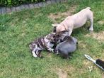 Franse bulldog puppy's, Dieren en Toebehoren, Honden | Bulldogs, Pinschers en Molossers, België, CDV (hondenziekte), 8 tot 15 weken