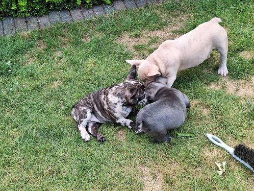 Franse bulldog puppy's, Dieren en Toebehoren, Honden | Bulldogs, Pinschers en Molossers, Bulldog, Fokker | Professioneel, Meerdere