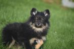 Keeshond pup ,dwergkees ,pomeriaan ,spitz, Dieren en Toebehoren, België, Keeshond, 8 tot 15 weken, Rabiës