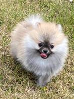 Duitsz spitz /loulou pomerian, België, Keeshond, CDV (hondenziekte), 8 tot 15 weken