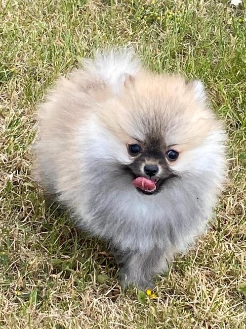 Duitsz spitz /loulou pomerian, Dieren en Toebehoren, Honden | Poolhonden, Keeshonden en Oertypen, Meerdere dieren, Keeshond, Fokker | Professioneel