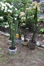 vrouwentongen sansevieria, Ophalen, Overige soorten, Halfschaduw, Minder dan 100 cm
