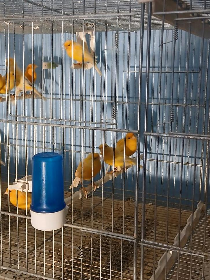 Canaris a vendre charleroi, Animaux & Accessoires, Oiseaux | Canaris
