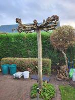 Plataan te koop., Tuin en Terras, Planten | Bomen, Ophalen, Dakboom, 100 tot 250 cm
