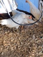 Jeunes Onagadori, Plusieurs animaux, Poule ou poulet