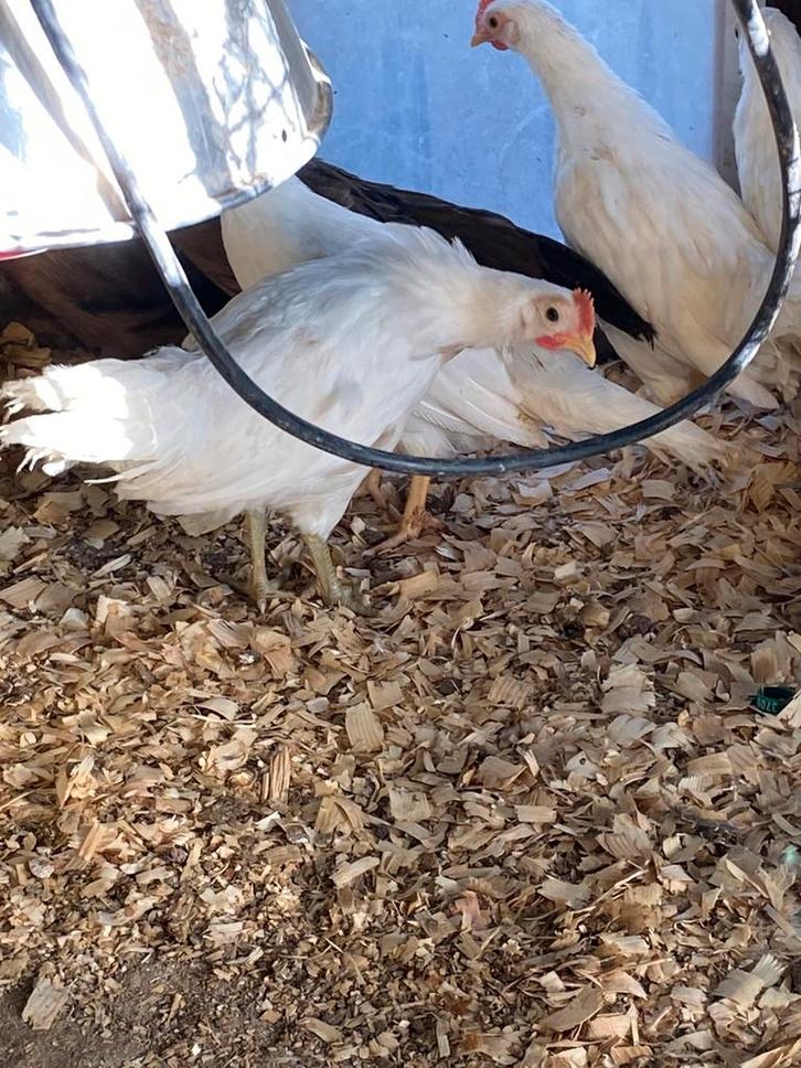 Jeunes Onagadori, Animaux & Accessoires, Volatiles, Poule ou poulet, Plusieurs animaux