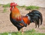 GEZOCHT GRATIS HANEN!!, Dieren en Toebehoren, Pluimvee, Mannelijk, Kip