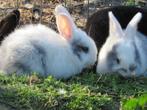 raszuivere duitse reuzen, Dieren en Toebehoren, Konijnen, Meerdere dieren, Groot, 0 tot 2 jaar