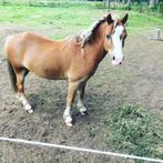 B pony Welsh ruin, Poney B (1.17 m à 1.27 m), B, Hongre, Vermifugé