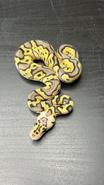 0.1 pastel clown het axanthic tsk, Slang, Tam, 0 tot 2 jaar