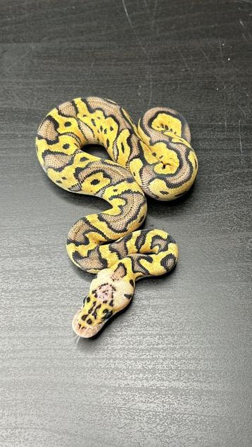 0.1 pastel clown het axanthic tsk beschikbaar voor biedingen