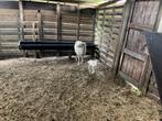 Kruising saey met kameroenooi 2 jaar met ooilam, Dieren en Toebehoren, Schapen, Geiten en Varkens, Vrouwelijk, Schaap, 0 tot 2 jaar