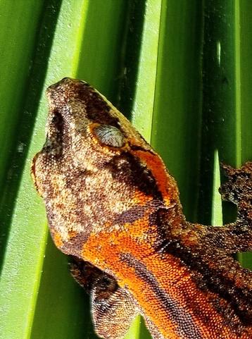 Gargoyle pos female  beschikbaar voor biedingen