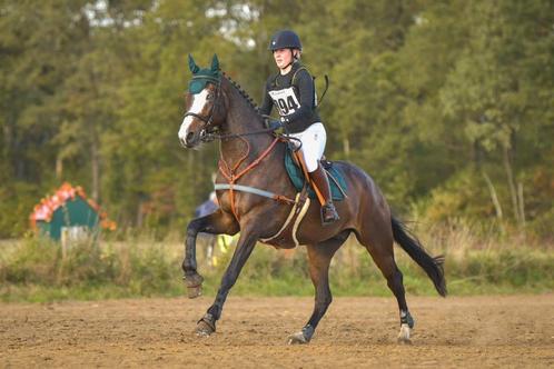 Onwijs goede eventer, Animaux & Accessoires, Chevaux, Hongre, L, 175 cm ou plus, 7 à 10 ans, Cheval de saut, Avec pedigree, Avec puce électronique