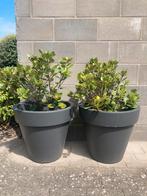 Elho pure round bloempot plantenbak met indische meidoorn, Kunststof, Rond, 30 tot 60 cm, Tuin