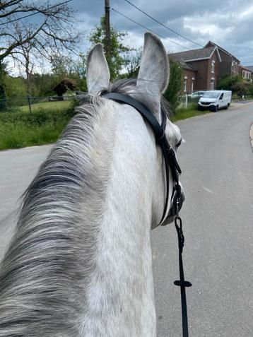 Gezocht: weidemaatje, Dieren en Toebehoren, Pony's, Ruin