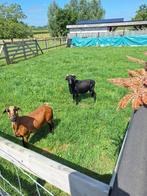 kameroen schaap (bok), Dieren en Toebehoren, Schapen, Geiten en Varkens, Mannelijk, Schaap, 3 tot 5 jaar