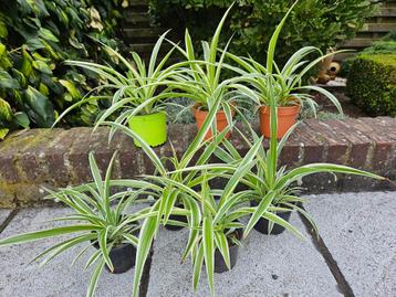 Mooie luchtzuiverende graslelies  beschikbaar voor biedingen