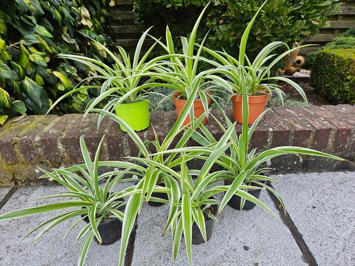 Mooie luchtzuiverende graslelies, Huis en Inrichting, Kamerplanten, Ophalen