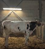 Uitzonderlijke mooie, horenloze stier uit een OHG embryo, Mannelijk, 0 tot 2 jaar
