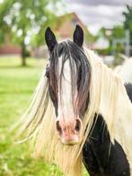 Knappe lieve Tinker pony, Dieren en Toebehoren, Paarden, Ruin, Recreatiepaard, Gechipt, 3 tot 6 jaar