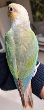 Magnifiques conures mutation élevées à la main, Dieren en Toebehoren, Vogels | Parkieten en Papegaaien