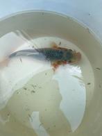 Koi asagi, Karper of Koi