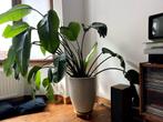 Strelitzia Nicolai avec pot serax, Maison & Meubles, Plantes d'intérieur, Ombre partielle, Plante verte, Enlèvement, 100 à 150 cm