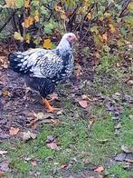 Wyandotte Groothoender Hanen, Dieren en Toebehoren, Pluimvee, Mannelijk, Kip