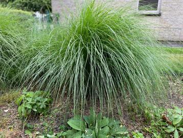 Plant/siergrass/ love grass/ weeping love grass - 90 cm h beschikbaar voor biedingen