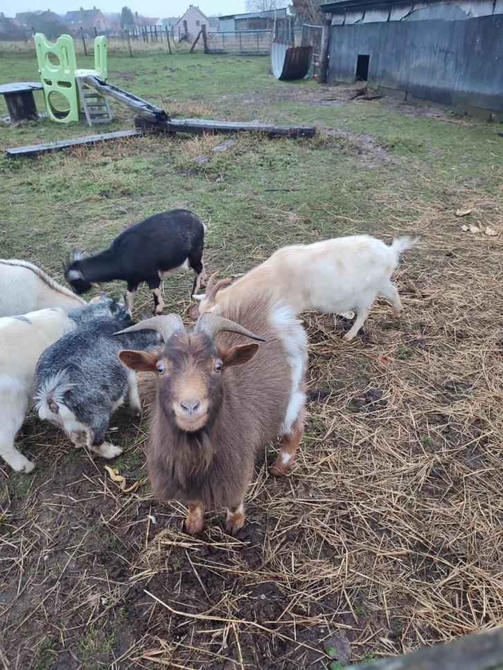 Chocostippel dwerggeit dekbok, Dieren en Toebehoren, Schapen, Geiten en Varkens
