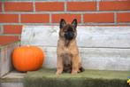 Prachtige Tervurense Herder pups, Dieren en Toebehoren, België, CDV (hondenziekte), 8 tot 15 weken, Meerdere