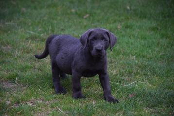 Labrador pups, zwart, met stamboom, 8 weken