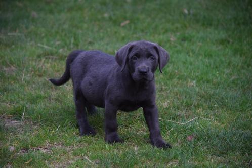 Labrador pups, zwart, met stamboom, 8 weken, Dieren en Toebehoren, Honden | Retrievers, Spaniëls en Waterhonden, Meerdere dieren