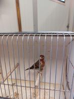 Grote Distelvink x Kanarie