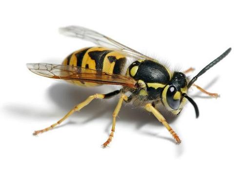 Wespennest verwijderen Limburg, Dieren en Toebehoren, Insecten en Spinnen, Overige soorten