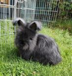 Ras zuiver Engels Angora rammetje 8 weken oud., Dieren en Toebehoren, Konijnen