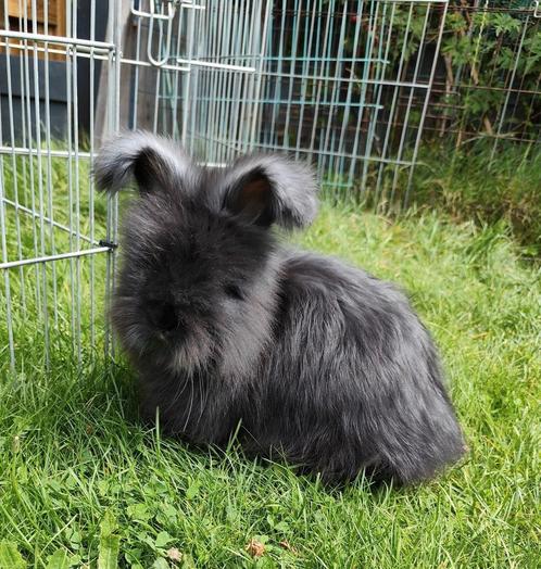 Ras zuiver Engels Angora rammetje 8 weken oud., Dieren en Toebehoren, Konijnen