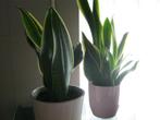 sanseveria, Ophalen, Vetplant, In pot, Minder dan 100 cm