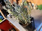 Blauwe vetplant in cache-pot - 42 cm, Huis en Inrichting, Ophalen of Verzenden, In pot, Bloeiende kamerplant, Volle zon