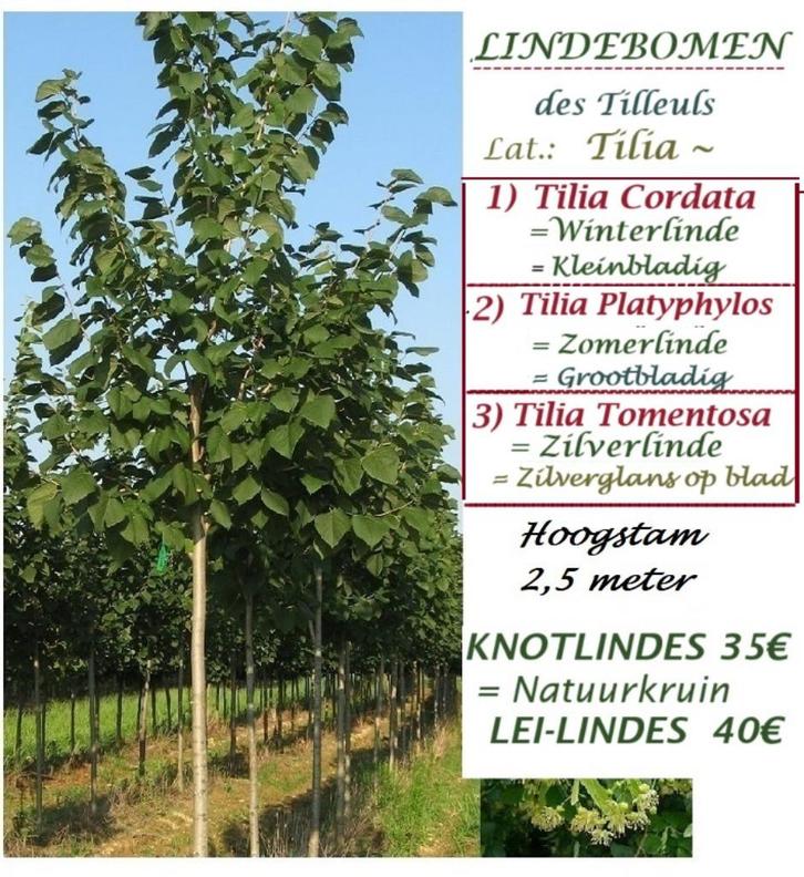 LINDEBOMEN HOOGSTAM, oa Winterlinde (Tilia Cordata), 35€/st, Tuin en Terras, Planten | Bomen, Bolboom, 250 tot 400 cm, Volle zon