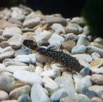 Algeneter borstelneus, Dieren en Toebehoren, Vissen | Aquariumvissen, Vis