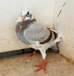 Jongen uit Red Creemers (Dirk Van den Bulck), Dieren en Toebehoren, Vogels | Duiven, Meerdere dieren, Postduif
